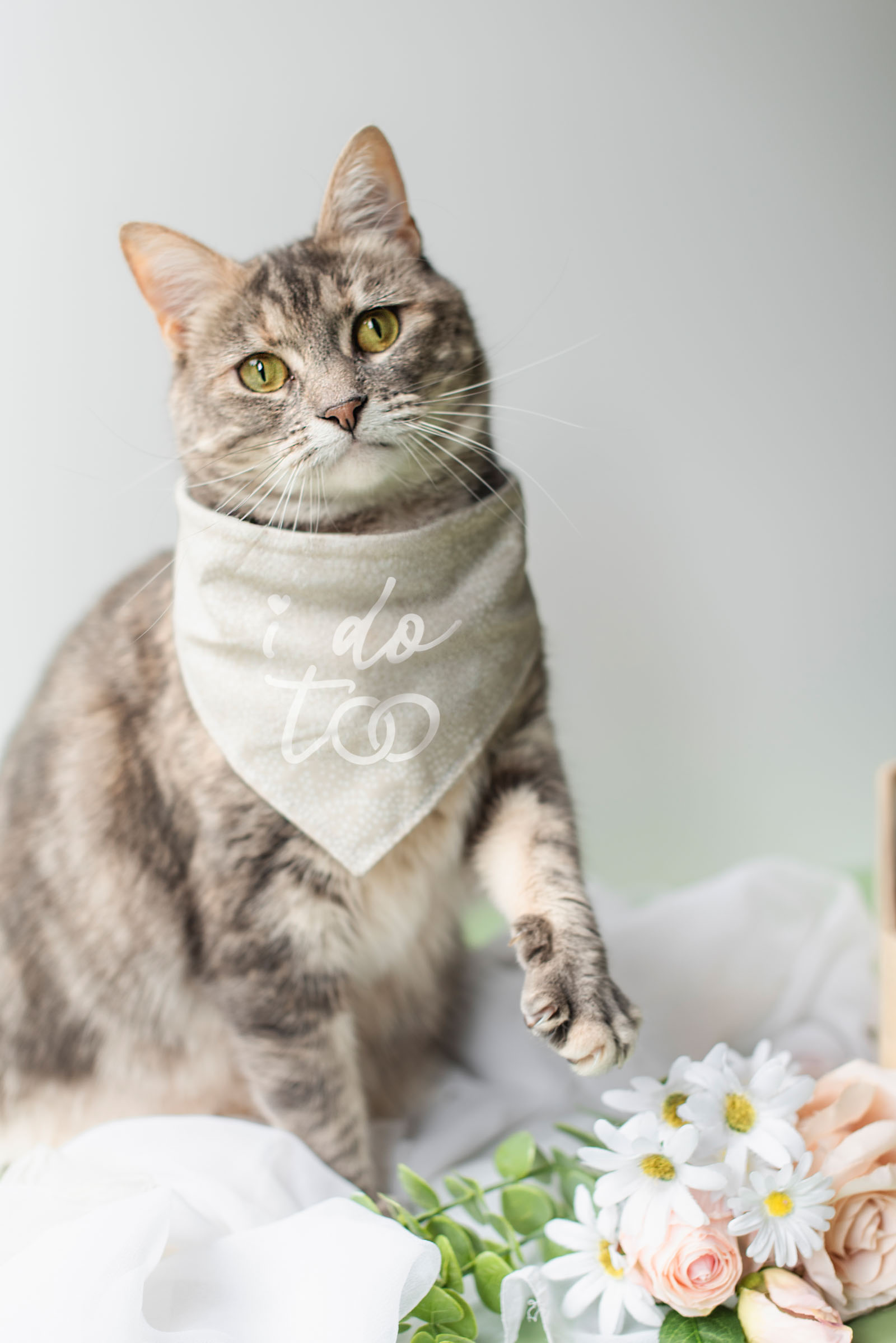 I do too wedding pet bandana from the Cricut Weddings book