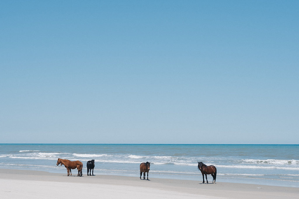 Wild horses on Corolla beaches